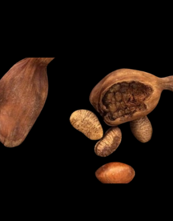 NOIX DE PEBE (Muscade du Gabon)*